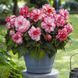 Бегонія Bouton de Rose (бульба) bego001 фото 1