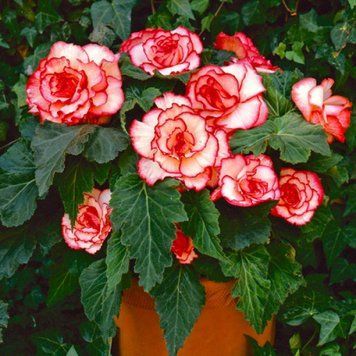 Бегонія Picotee White Red (бульба) bego002 фото