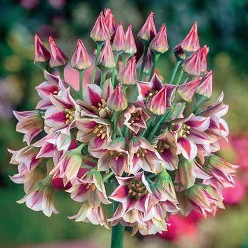 Алліум Siculum Ssp Bulgaricum (цибулини) alli003 фото