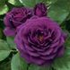 Троянда флорибунда Purple Eden (саджанець) flor007 фото 1