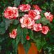 Бегонія Picotee White Red (бульба) bego002 фото 1