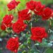 Троянда спрей Mirabel (саджанець) spre008 фото 1