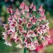 Алліум Siculum Ssp Bulgaricum (цибулини) alli003 фото 1