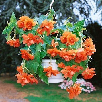 Бегонія пендула каскад Orange (бульба) bego003 фото
