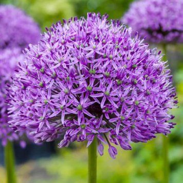 Алліум Purple Sensation (цибулини) alli004 фото