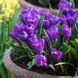 Крокус Flower Record / 5 цибулин в упаковці krok011 фото 1