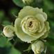 Троянда спрей Lovely Green (саджанець) spre009 фото 1