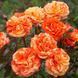 Троянда флорибунда Orange Lemon (саджанець) flor008 фото 1