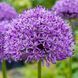 Алліум Purple Sensation (цибулини) alli004 фото 1