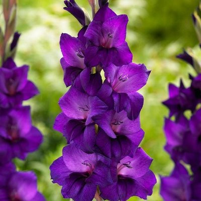 Гладіолус Purple flora, розмір 12/14 g0001-17 фото