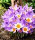 Крокус Tricolor / 5 цибулин в упаковці krok013 фото 1