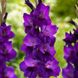 Гладіолус Purple flora, розмір 12/14 g0001-17 фото 1