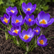 Крокус Tricolor / 5 цибулин в упаковці krok013 фото 1