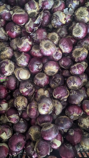 Гіацинт Purple Sensation (цибулини) hiaz003 фото
