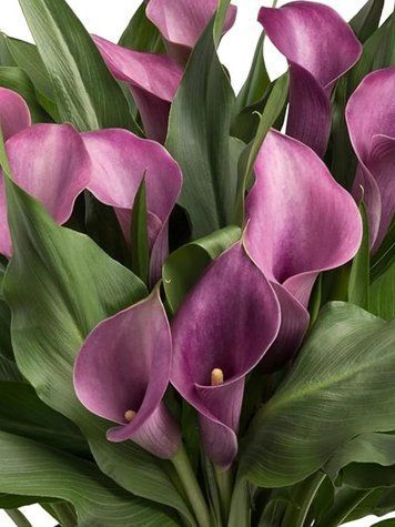 Кала Purple Spirit (бульба) kall010 фото