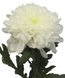 Розсада великоквіткової хризантеми Aurelio hrvel0001-03 фото 1