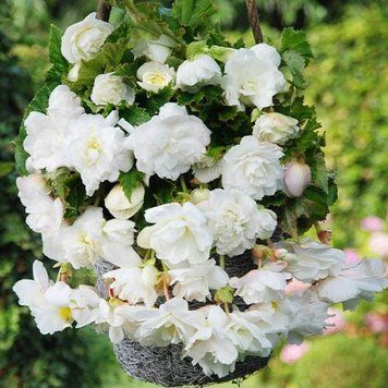 Бегонія пендула каскад White (бульба) bego006 фото