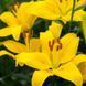 Лілія Rapid Yellow (цибулина) lili049 фото 1