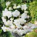 Бегонія пендула каскад White (бульба) bego006 фото 1