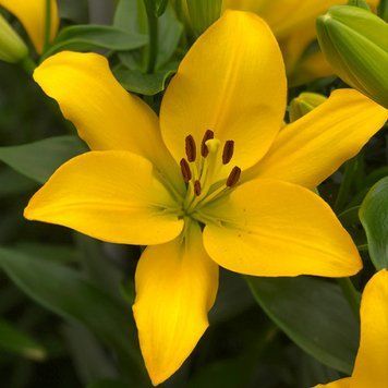 Лілія Beau Soleil, ЛА-гібрид (цибулина) lili050 фото
