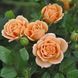 Троянда спрей Clementina (саджанець) spre013 фото 1