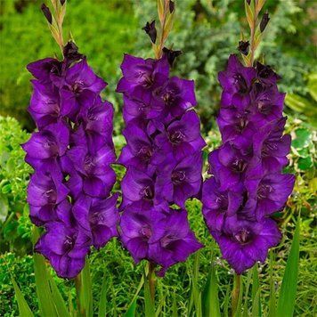 Гладіолус Purple Diamond (цибулина) glad003 фото