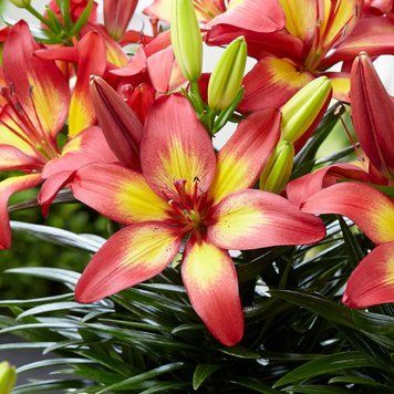 Лілія Feng Shui (цибулина) lili001 фото