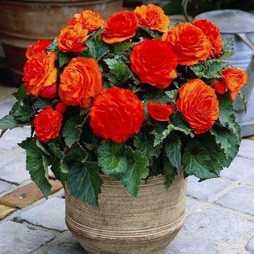 Бегонія махрова Orange (бульба) bego008 фото
