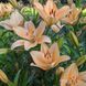 Лілія Menton, ЛА-гібрид (цибулина) lili051 фото 1