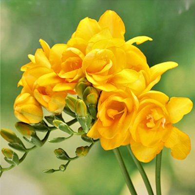 Фрезія махрова Yellow, розмір 6/7 f0001-02 фото