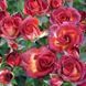 Троянда спрей Brown Sugar (саджанець) spre016 фото 1