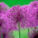 Алліум Purple Rain (цибулини) alli011 фото 1