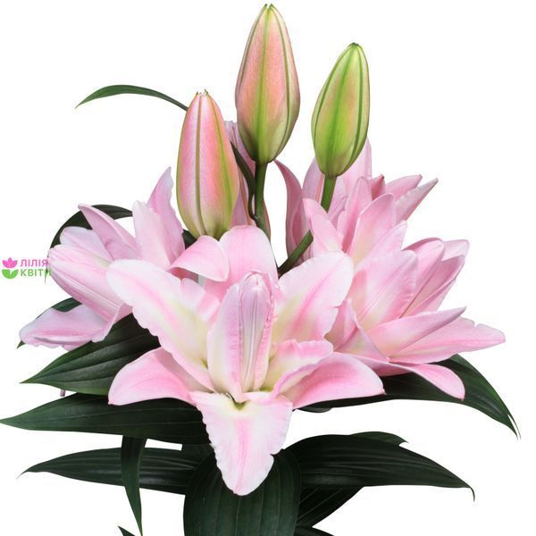 Лілія Conamara (цибулина) lili004 фото