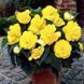 Бегонія махрова Yellow (бульба) bego011 фото 1