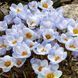 Крокус Blue Pearl / 5 цибулин в упаковці krok019 фото 1