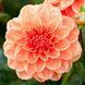 Жоржина декоративна Orange Nugget (бульба) zhor014 фото 1