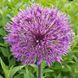Алліум Powder Puff (цибулини) alli012 фото 1