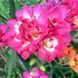 Фрезія махрова Pink, розмір 6/7 f0001-04 фото 1