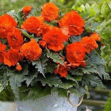 Бегонія фімбріата Orange (бульба) bego012 фото