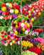 Набір цибулин тюльпанів, мікс кольорів tulp1n фото 1