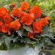 Бегонія фімбріата Orange (Бульба) bego012 фото 1