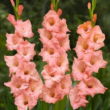 Гладіолус Georgia Peach (цибулина) g0007 фото