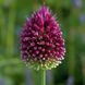 Алліум Sphaerocephalon (цибулини) alli015 фото 1