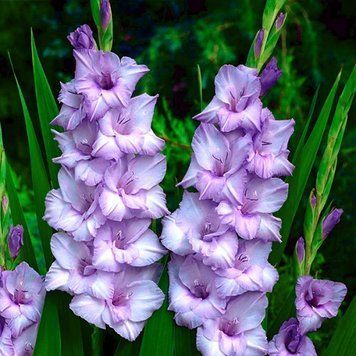 Гладіолус Blue Tropic (цибулина) glad010 фото