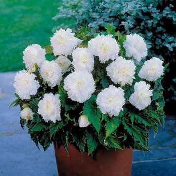 Бегонія фімбріата White (бульба) bego015 фото