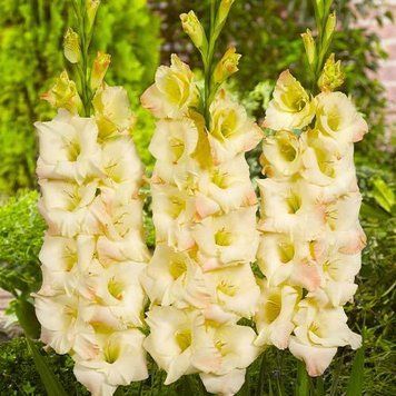 Гладіолус Cream Perfection (цибулина) g0009 фото