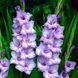 Гладіолус Blue Tropic (цибулина) glad010 фото 1