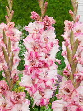 Гладіолус Cherry Candy, розмір 12/14 g0001-27 фото