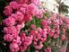 Плетиста троянда Pink Pearl (саджанець) plet010 фото 1