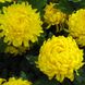 Розсада великоквіткової хризантеми Belatia hrvel0001-04 фото 1